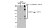 GPR133 Recombinant Rabbit Monoclonal Antibody (HL4528)