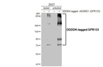 GPR133 Recombinant Rabbit Monoclonal Antibody (HL4530)