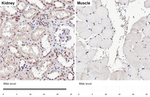 TCF2 Antibody in Immunohistochemistry (Paraffin) (IHC (P))