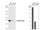 TCF2 Antibody in Western Blot (WB)