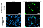 Hepatitis C Virus NS2 Antibody in Immunocytochemistry (ICC/IF)