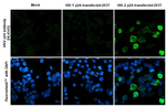 HIV2 p24 Recombinant Rabbit Monoclonal Antibody (HL4545)