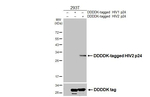 HIV2 p24 Antibody in Western Blot (WB)