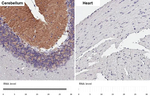 GABBR2 Antibody in Immunohistochemistry (Paraffin) (IHC (P))