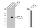 GABBR2 Antibody in Western Blot (WB)