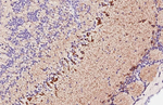 GHSR Recombinant Rabbit Monoclonal Antibody (HL4566)