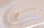GHSR Antibody in Immunohistochemistry (Paraffin) (IHC (P))