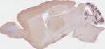 GHSR Antibody in Immunohistochemistry (Paraffin) (IHC (P))