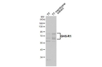 GHSR Antibody in Western Blot (WB)