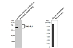 GHSR Antibody in Western Blot (WB)