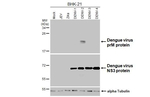 Dengue Virus Type 2 PrM Recombinant Rabbit Monoclonal Antibody (HL4572)