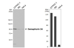SEMA3A Recombinant Rabbit Monoclonal Antibody (HL4578)