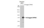 GPR50 Antibody in Western Blot (WB)