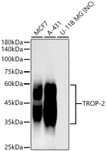 TROP2 Antibody in Western Blot (WB)