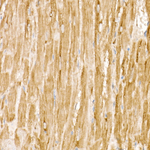 RAB11A/RAB11B Antibody in Immunohistochemistry (Paraffin) (IHC (P))