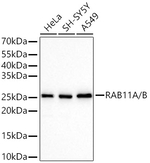 RAB11A/RAB11B Antibody in Western Blot (WB)