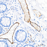 VWF Antibody in Immunohistochemistry (Paraffin) (IHC (P))