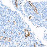 VWF Antibody in Immunohistochemistry (Paraffin) (IHC (P))