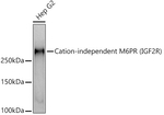 IGF2R Antibody in Western Blot (WB)