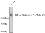 IGF2R Antibody in Western Blot (WB)