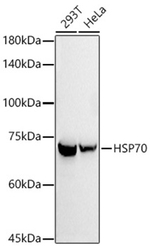 HSP70 Antibody in Western Blot (WB)