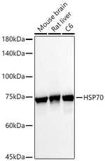 HSP70 Antibody in Western Blot (WB)