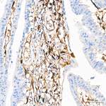 TGM2 Antibody in Immunohistochemistry (Paraffin) (IHC (P))