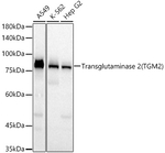 TGM2 Antibody in Western Blot (WB)