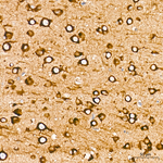 DAP5 Antibody in Immunohistochemistry (Paraffin) (IHC (P))