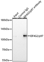 DAP5 Antibody in Immunoprecipitation (IP)
