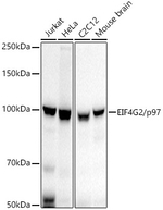DAP5 Antibody in Western Blot (WB)