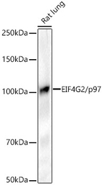 DAP5 Antibody in Western Blot (WB)