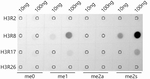H3R8me2s Antibody in Dot Blot (DB)