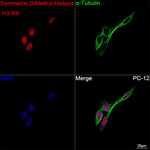 H3R8me2s Recombinant Rabbit Monoclonal Antibody (4B0T6)