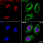 H3R8me2s Antibody in Immunocytochemistry (ICC/IF)