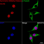 H3R8me2s Antibody in Immunocytochemistry (ICC/IF)