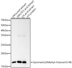 H3R8me2s Antibody in Western Blot (WB)