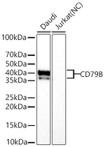 CD79b Antibody in Western Blot (WB)