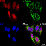 PHD3 Recombinant Rabbit Monoclonal Antibody (2R1E6)