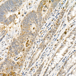 PHD3 Antibody in Immunohistochemistry (Paraffin) (IHC (P))