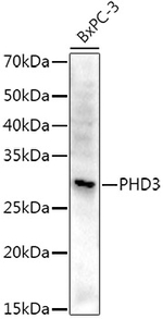 PHD3 Antibody in Western Blot (WB)