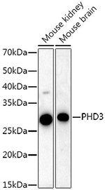 PHD3 Antibody in Western Blot (WB)