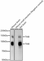 TrkB Antibody in Western Blot (WB)