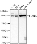 STAT5 alpha Recombinant Rabbit Monoclonal Antibody (10Q7R1)