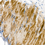 COX7A1 Antibody in Immunohistochemistry (Paraffin) (IHC (P))