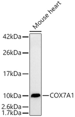 COX7A1 Antibody in Western Blot (WB)