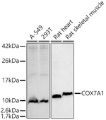 COX7A1 Antibody in Western Blot (WB)