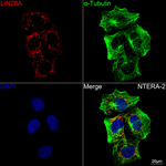 LIN28A Recombinant Rabbit Monoclonal Antibody (6G5P3)