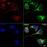 LIN28A Antibody in Immunocytochemistry (ICC/IF)