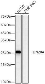 LIN28A Antibody in Western Blot (WB)